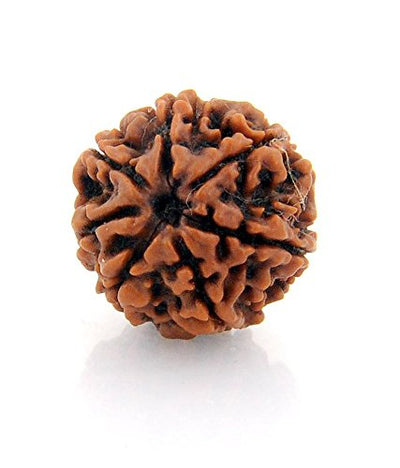 7 Mukhi Rudraksha With Cap